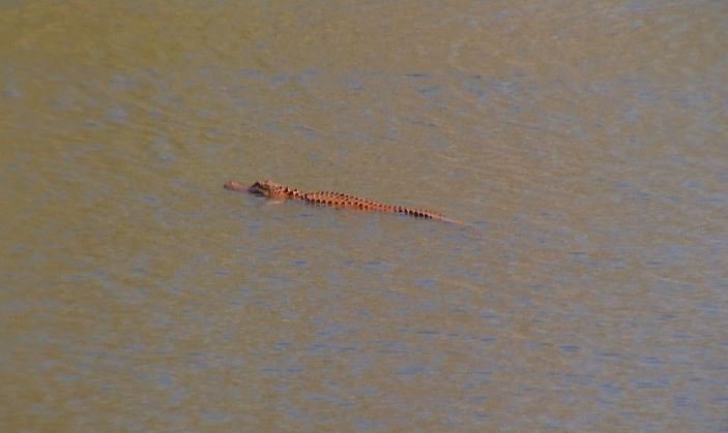 Au văzut o creatură ciudată, de culoare portocalie, în lac. Au scos-o din apă şi au ÎNGHEŢAT. Ce era