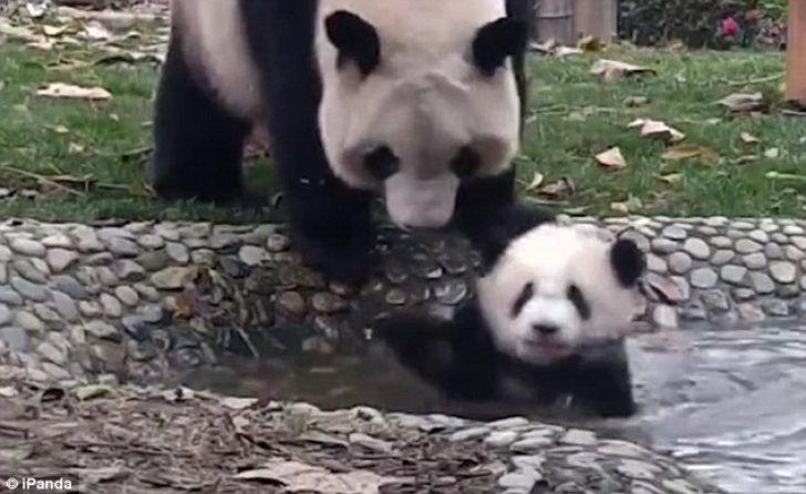 Filmuleţ amuzant, surprins la Zoo: ce face un ursuleţ Panda care nu vrea să fie spălat de mamă