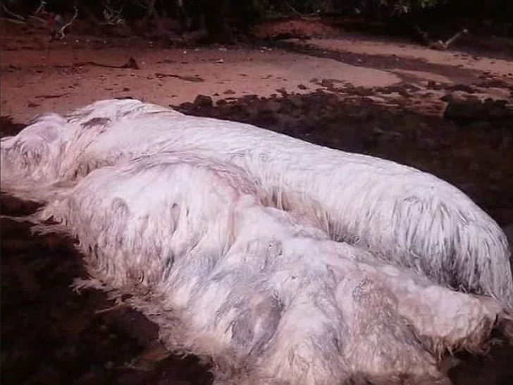 O creatură uriaşă a apărut pe plajă după cutremur. Oamenii sunt îngroziţi