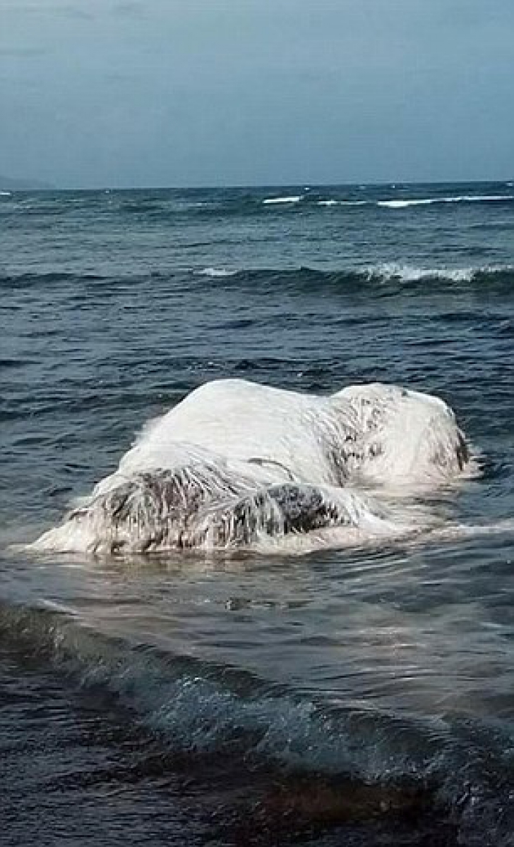 O creatură uriaşă a apărut pe plajă după cutremur. Oamenii sunt îngroziţi