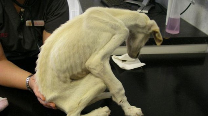 Au găsit un câine scheletic pe marginea drumului.După 18 luni, când l-au privit, le-au dat lacrimile