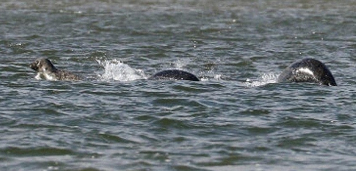 Un bărbat susţine că a fotografiat Monstrul din Loch Ness. Cum arată creatura din lacul scoţian