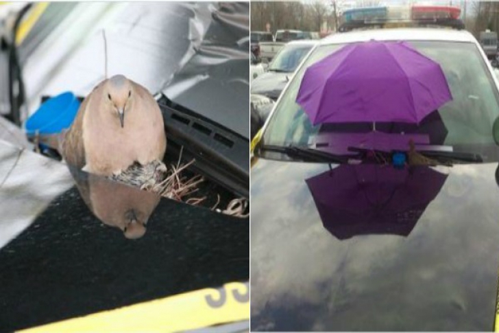 Poliţiştii au pus o umbrelă pe parbrizul maşinii de patrulare. Motivul i-a ŞOCAT pe şoferi