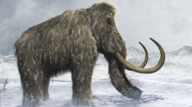 Mamutul lânos, specimen dispărut de peste 4.000 de ani, va reînvia! Ce spun savanţii