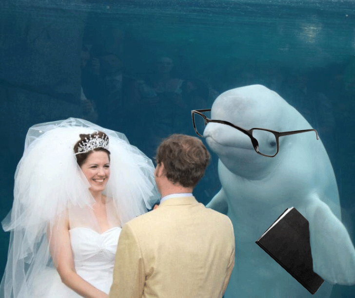 O balenă a venit să asiste la nunta lor. Imaginile, incredibile 