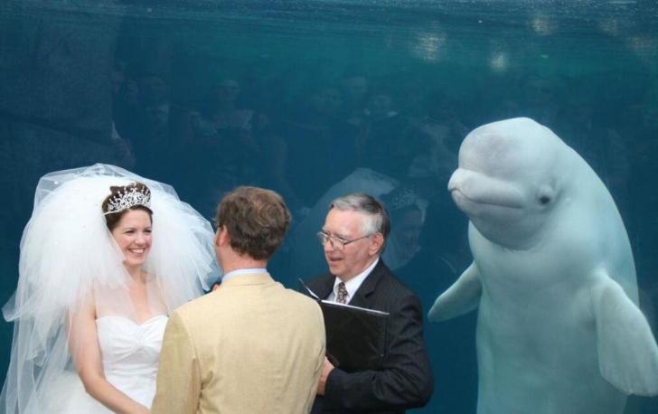 O balenă a venit să asiste la nunta lor. Imaginile, incredibile 
