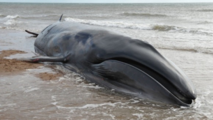 Descoperire înfiorătoare, în stomacul unei balene - FOTO