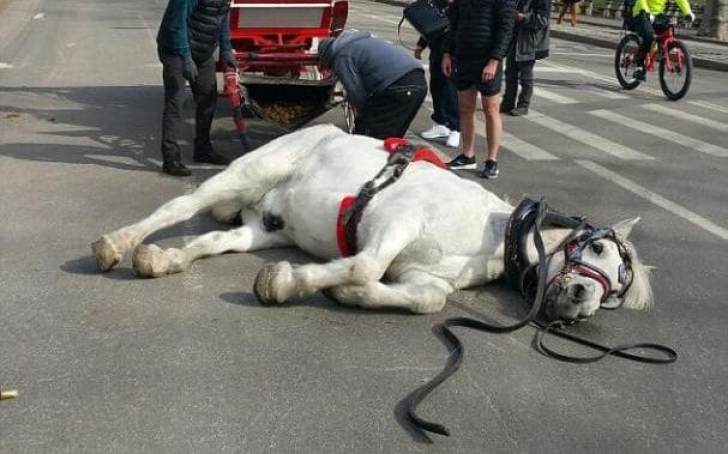 Imagini controversate. Ce s-a întâmplat cu acest cal în centrul New York-ului