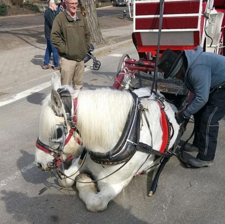 Imagini controversate. Ce s-a întâmplat cu acest cal în centrul New York-ului