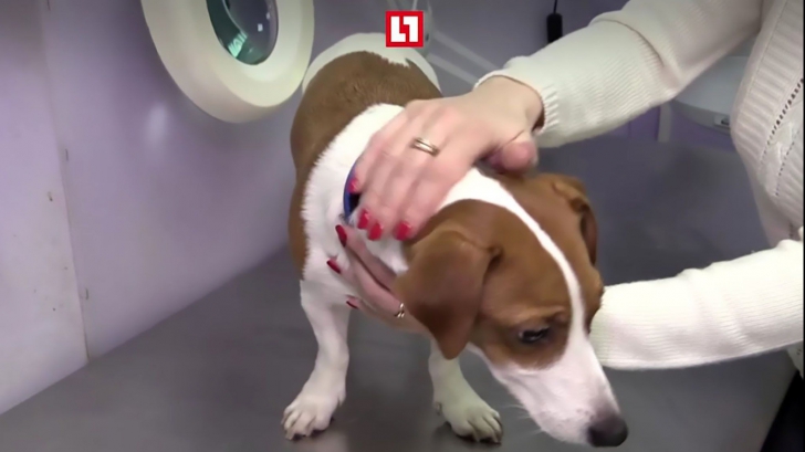I-au făcut câinelui operații estetice ca să arate ca un personaj din filme. Plângi când îl vezi