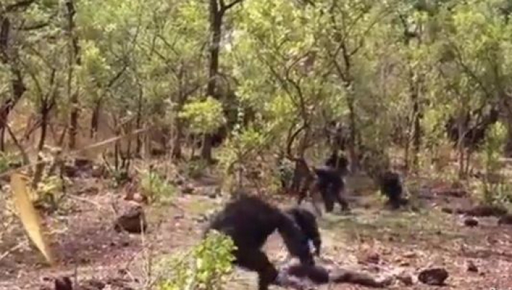 Scene de groază! Un cimpanzeu, torturat şi mâncat când a încercat să-şi recapete poziţia de lider