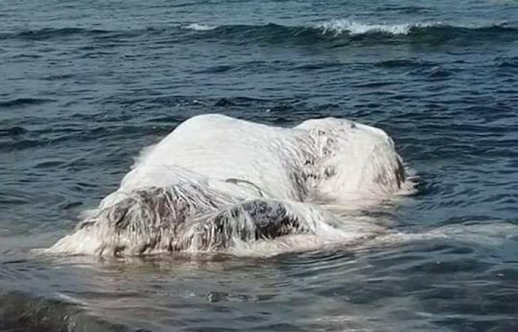 O creatură din adâncuri a eșuat pe plajă. Nimeni nu știe ce animal este. Arată ireal