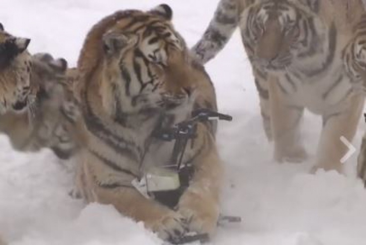 Imagini incredibile. Tigrii din China și-au găsit o nouă jucărie: dronele