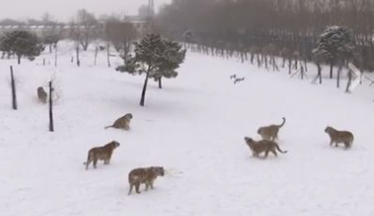 Imagini incredibile. Tigrii din China și-au găsit o nouă jucărie: dronele