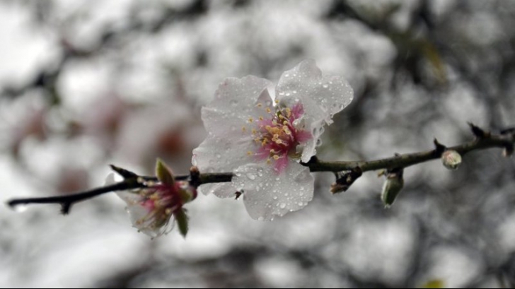 METEO. Cum va fi VREMEA în perioada martie - mai. Prognoza pentru următoarele trei luni