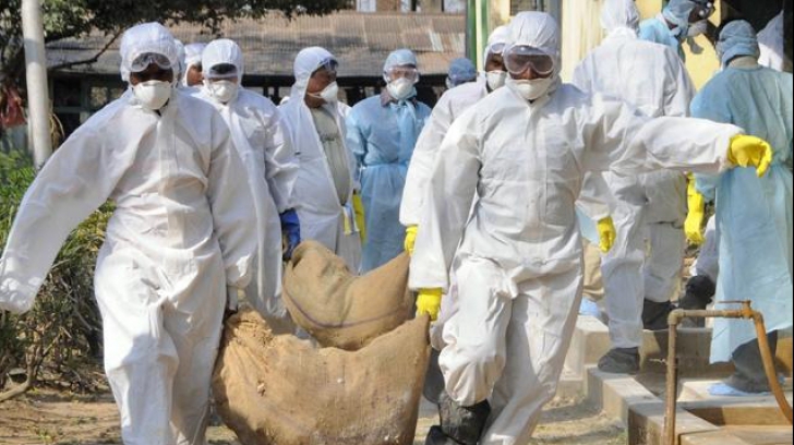 Celulă de CRIZĂ la nivelul Capitalei: Pescăruși găsiți morți, depistați cu gripă aviară