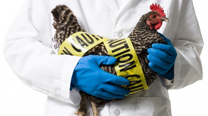 Gripa aviară a ajuns în Bucureşti: Virusul, depistat la două păsări moarte, în Parcul Tineretului