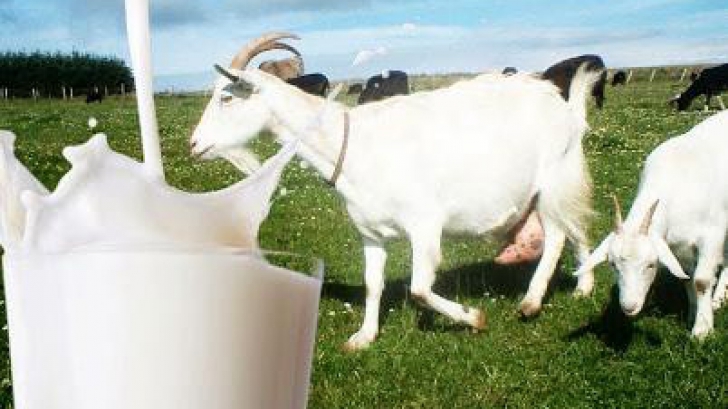 Efectul uluitor al laptelui de capră 