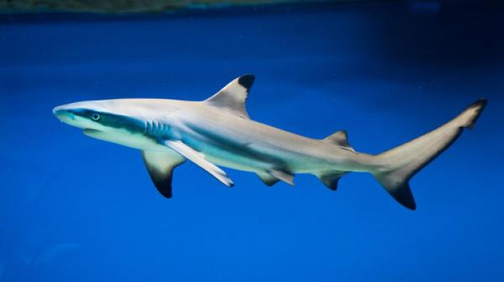 De ce un rechin mort, adus de apă la mal, i-a înfricoşat pe cercetători. Pe corp au descoperit...
