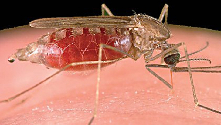 Alertă în Thailanda, Laos și Cambodgia! O formă de malarie rezistentă la antibiotice se răspâdeşte