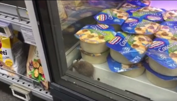 Un șoricel, filmat în frigiderul unui supermarket din București