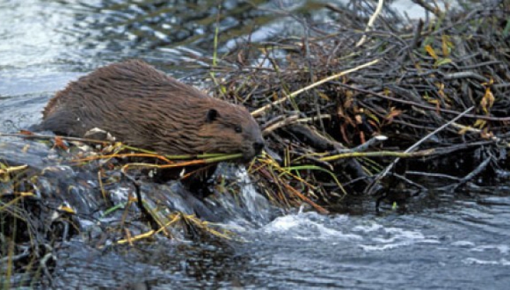 Animale dispărute de peste 200 de ani, au apărut din nou pe râurile Prahova şi Teleajen