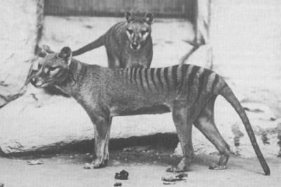 La 80 de ani de la EXTINCŢIE, un animal legendar a fost zărit