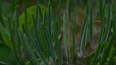 Descoperirea senzaţională în România! Biologii au identificat o nouă specie de plantă
