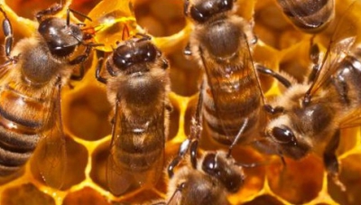 Antibioticele ne pot lăsa fără mâncare! Legătura fatală dintre antibiotice, albine și oameni
