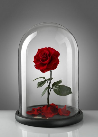 Trandafirul din “Frumoasa și bestia” există! Cât costă o astfel de floare și cât rezistă