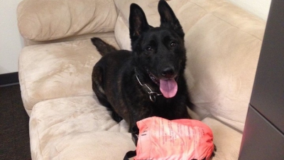 Cel mai capabil câine polițist! A reușit să prindă trei suspecți în timp record