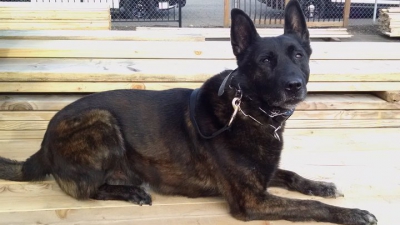 Cel mai capabil câine polițist! A reușit să prindă trei suspecți în timp record