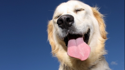 Uimitor. Ce se ți întâmplă în doar câțiva ani dacă ai câini ca animale de companie 