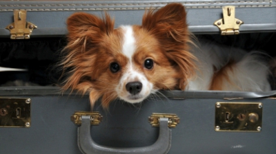 Detești vizitele la veterinar? La fel și câinii! Află care sunt cele mai sănătoase rase canine