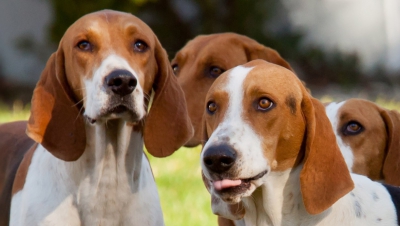 Detești vizitele la veterinar? La fel și câinii! Află care sunt cele mai sănătoase rase canine