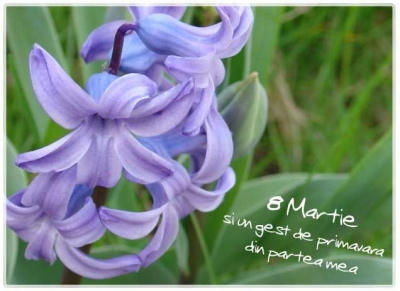 Felicitări de 8 Martie. Cele mai frumoase felicitări cu flori de 8 Martie - Ziua Femeii