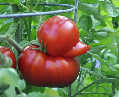 Acestea sunt IMAGINILE APOCALIPSEI? Cum arată cele mai ciudate fructe și legume din lume