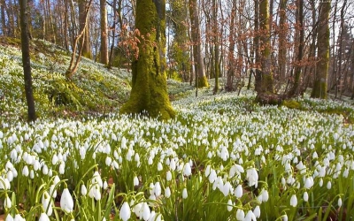 Poiana cu 10 hectare de ghiocei. IMAGINI SUPERBE cu unul dintre cele mai frumoase locuri din România