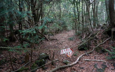 Cea mai terifiantă pădure din lume ascunde un SECRET ORIBIL! Autorităţile nu mai fac faţă! Copacii..