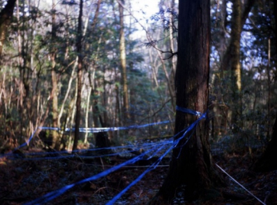 Cea mai terifiantă pădure din lume ascunde un SECRET ORIBIL! Autorităţile nu mai fac faţă! Copacii..