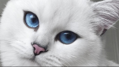Adevărul despre pisicile cu ochi albaștri. E dureros