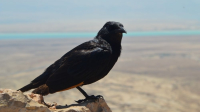 Semnele &icirc;nfricoșătoare care prevestesc moartea. Le știi?