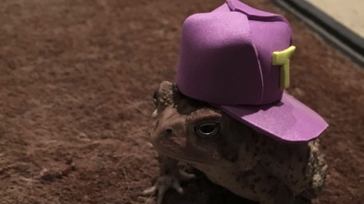 O broască râioasă prezintă moda. Ce idee hilară a avut acest american