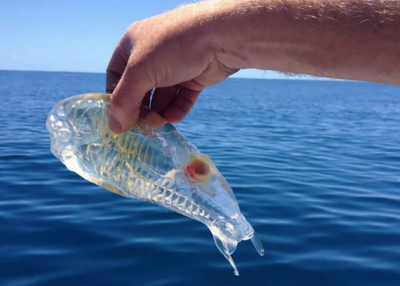 PAR IREALE! Fotografii superbe cu fiinţe transparente