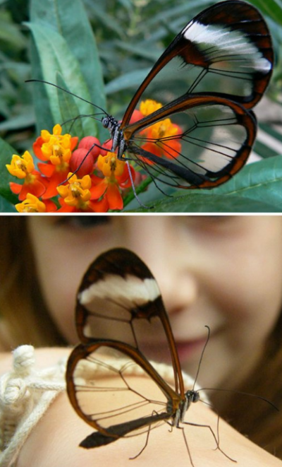 PAR IREALE! Fotografii superbe cu fiinţe transparente