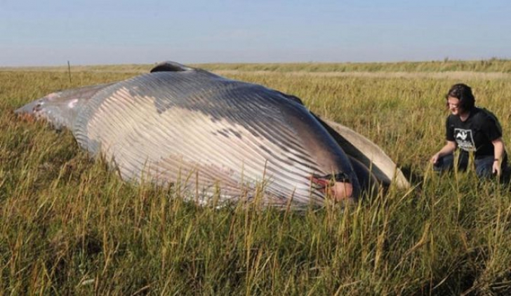 Descoperire șocantă. Cum a ajuns o balenă în mijlocul unui câmp, la zeci de km de țărm?