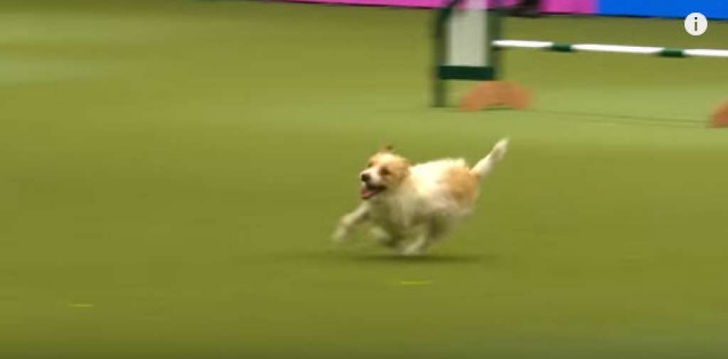 Câinele care NU a câştigat concursul, dar a devenit VEDETA show-ului