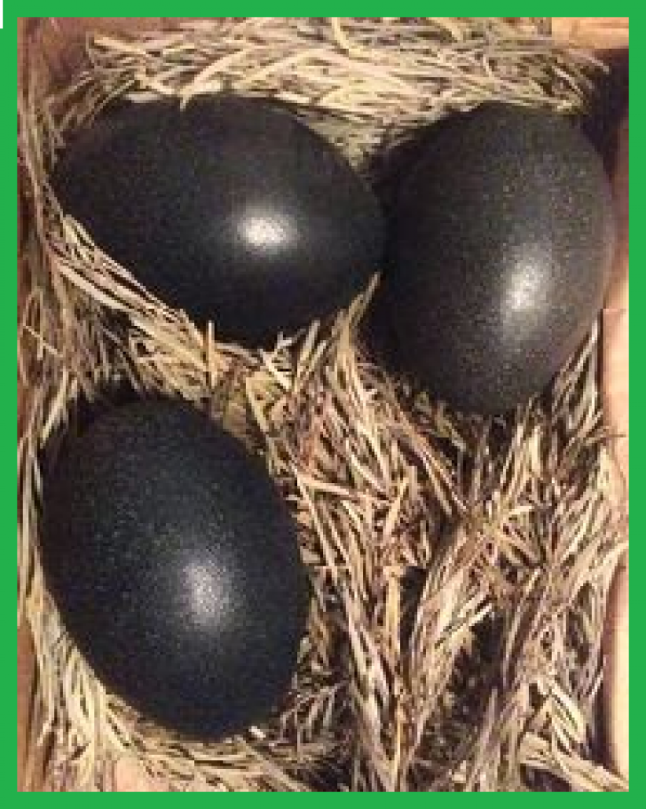 Când au găsit în cuibar ouăle negre au crezut că nu văd bine. Ce a ieșit din ele... de necrezut
