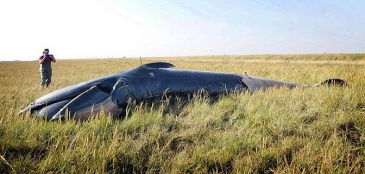 Descoperire șocantă. Cum a ajuns o balenă în mijlocul unui câmp, la zeci de km de țărm?