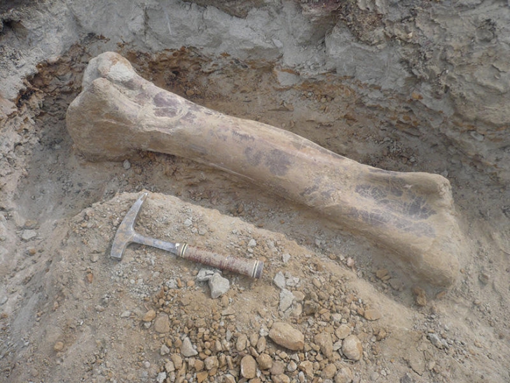 Au găsit rămăşiţele unui DINOZAUR îngropat în urmă cu 195 de milioane de ani. ŞOC ce au aflat